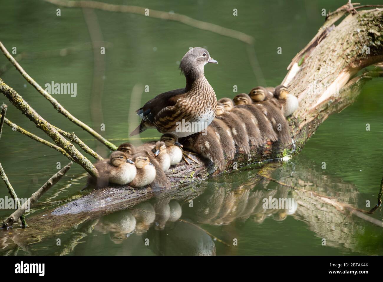 Bebe Canard Mandarin Banque D Image Et Photos Alamy