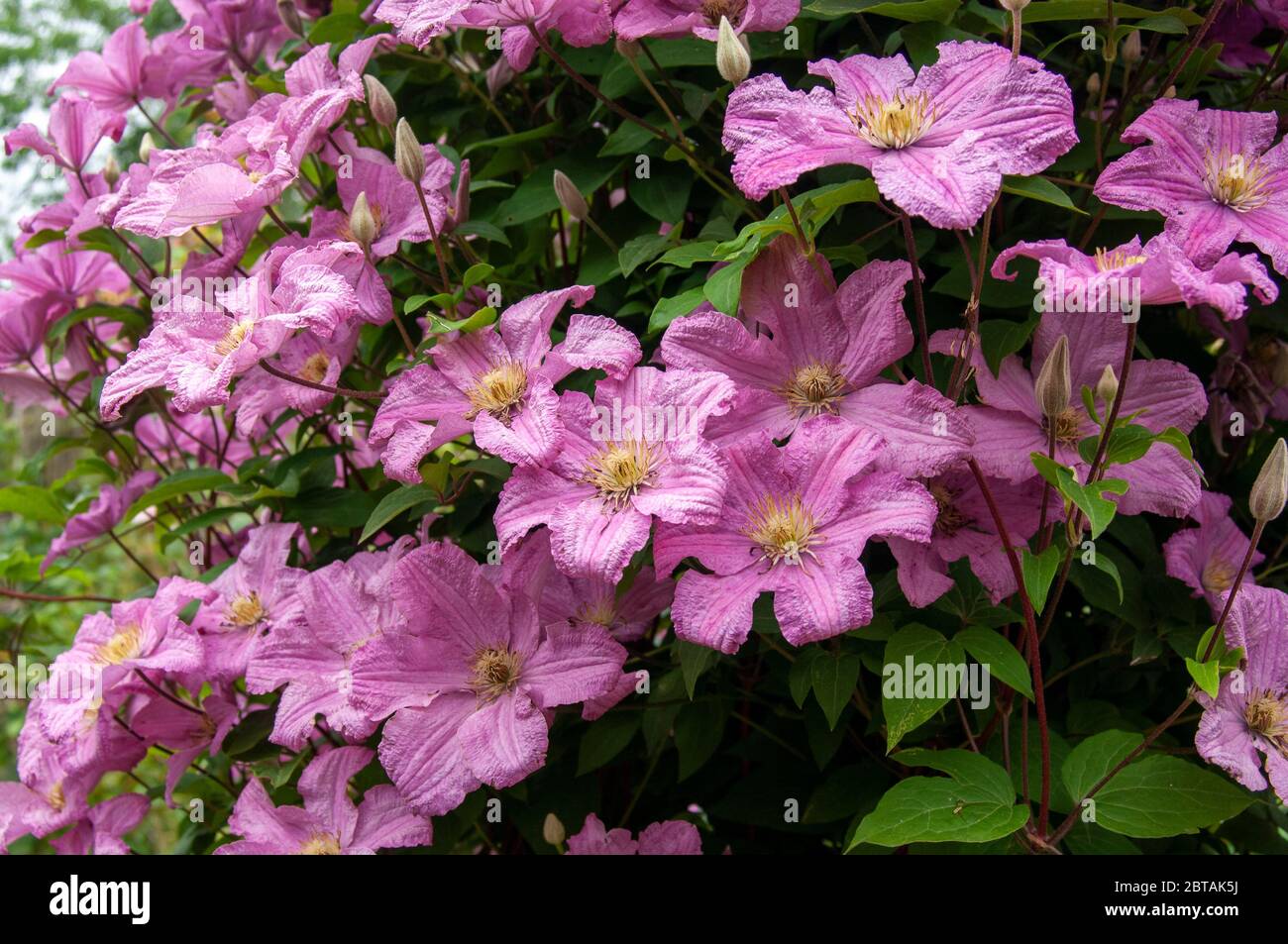 Groupe de fleurs et de bourgeons de la plante grimpante CLEMATIS 'Comtesse de Bouchaud' en été. Feuilles vertes en arrière-plan. Banque D'Images