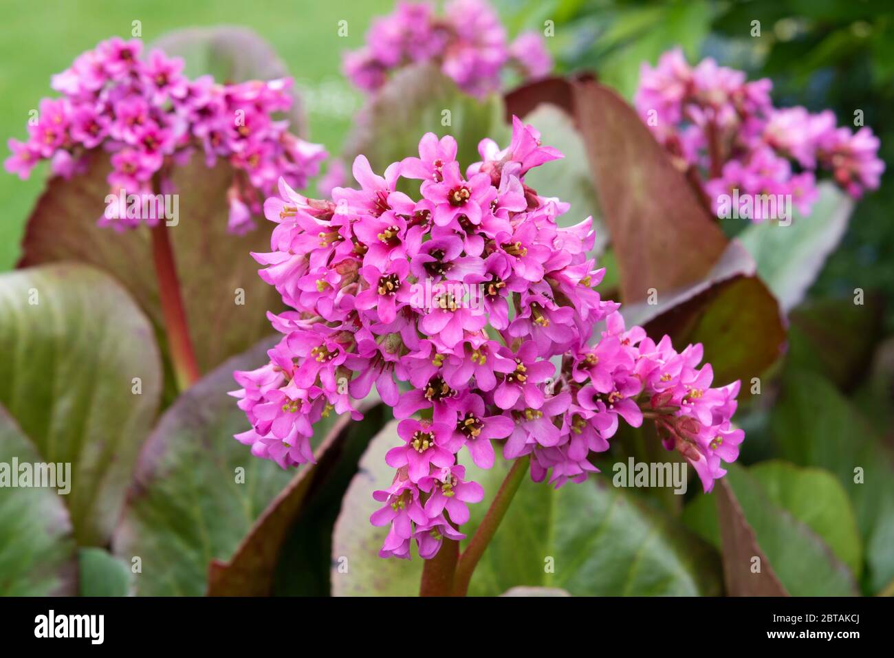 Gros plan fleurs BERGENIA rose vif 'Morgenrote' dans le jardin border les feuilles et les fleurs en arrière-plan. Banque D'Images