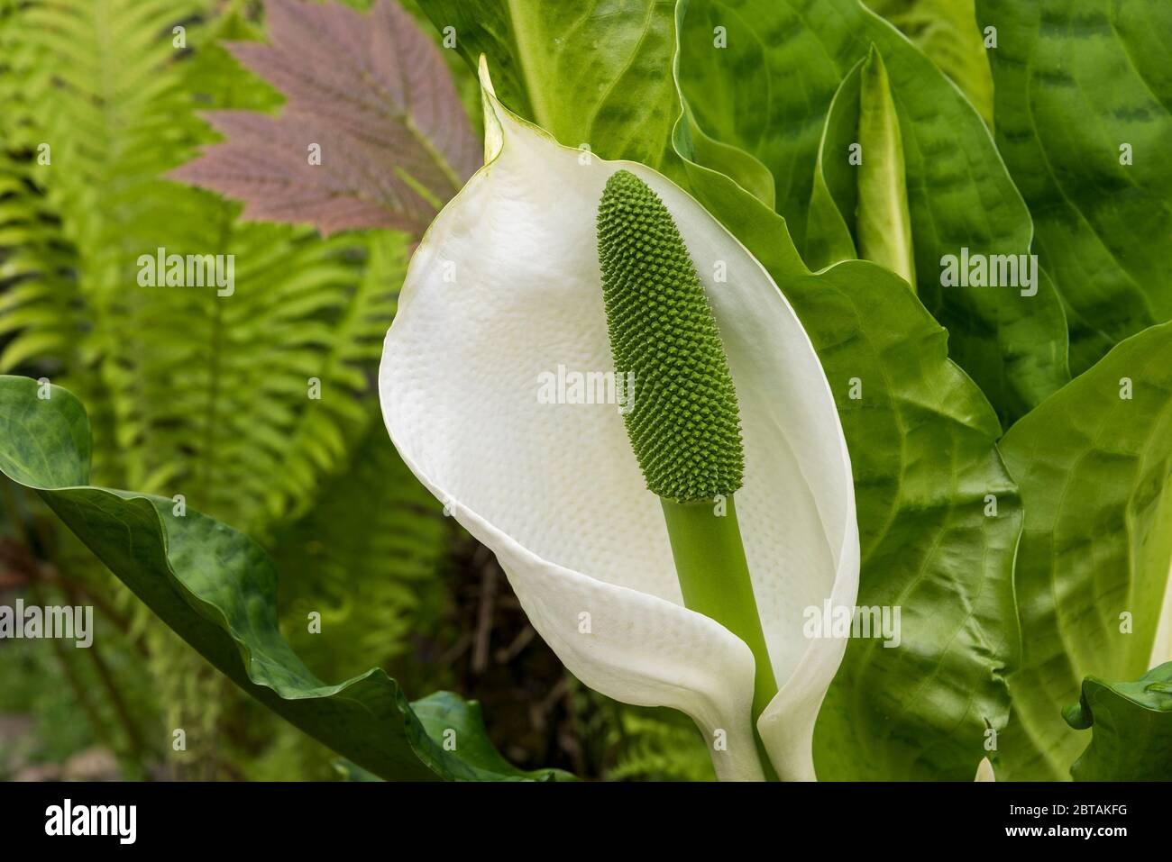 Gros plan LYSICHITON x hortensis (chou mouffin) fleur blanche et feuilles vertes brillantes. Feuillage de fougères flou en arrière-plan. Banque D'Images