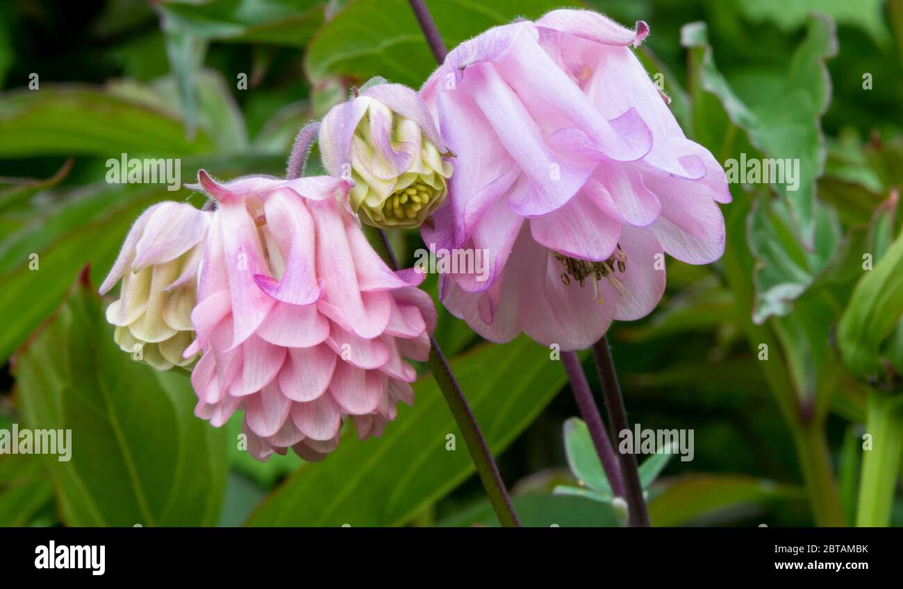 Gros plan de fleurs de couleur rose pourpre et jaune crème, double, commune columbine, Aquilegia vulgaris. Feuillage flou en arrière-plan. Banque D'Images