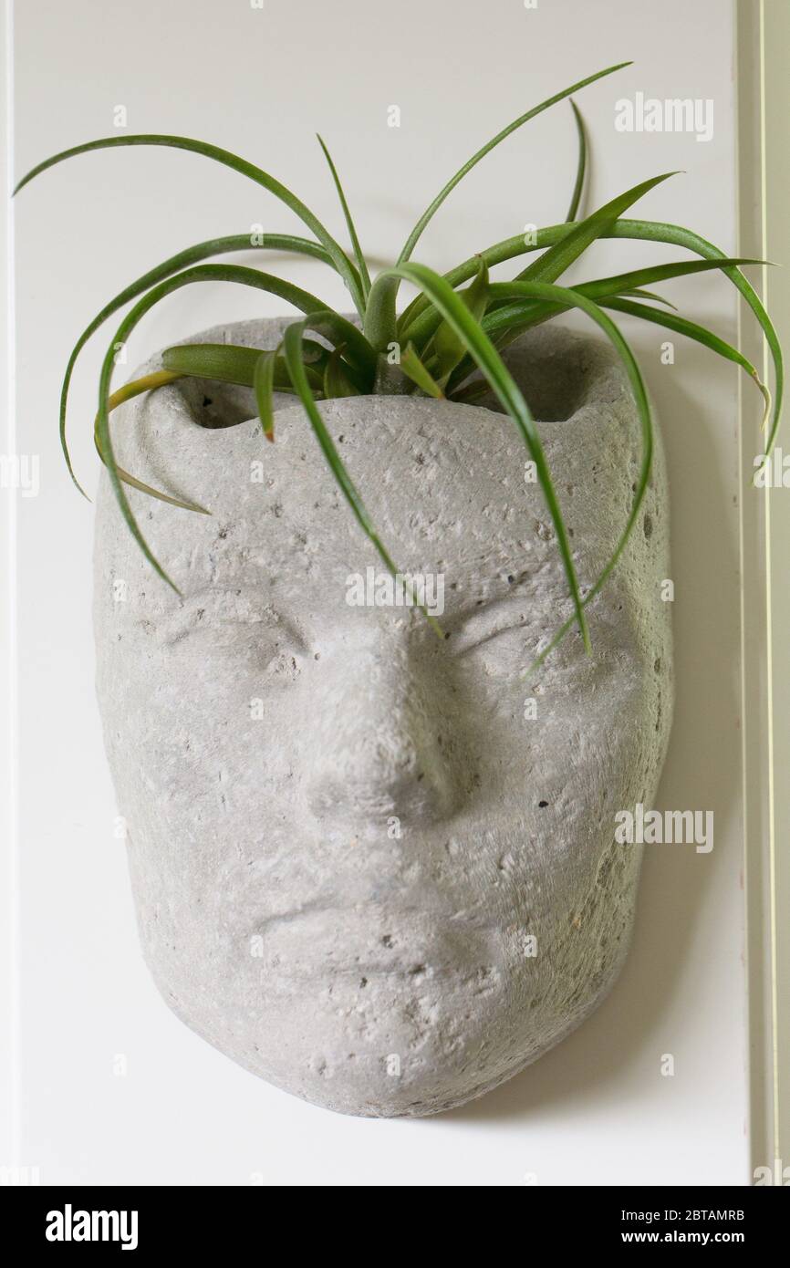 Une plante d'air qui ressemble à des cheveux dans un récipient en forme de visage. Banque D'Images