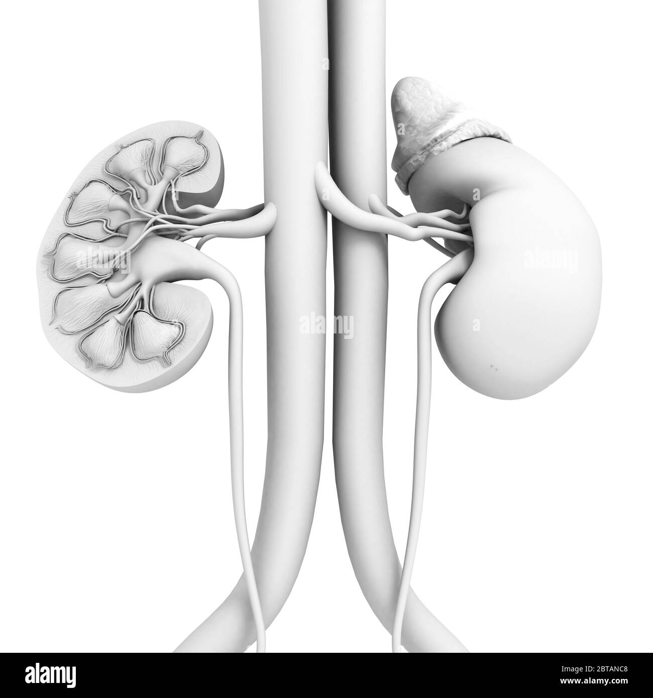 Renal Calyces Banque d'image et photos - Alamy