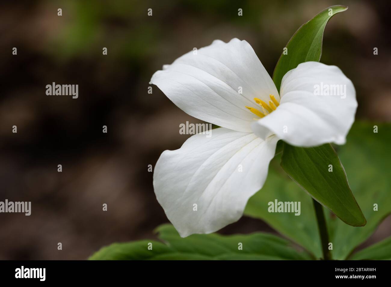 Un trillium blanc pousse à Glen Stewart Ravine, dans le quartier des plages de Toronto, en Ontario. Banque D'Images