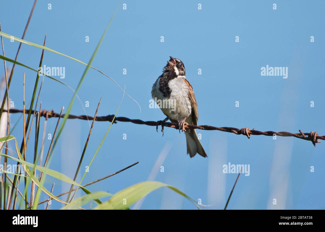 Banderole en roseau mâle (Emberiza schoeniclus) chantant en perchée sur une clôture en barbelés Banque D'Images