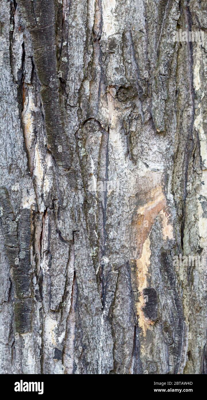 Ancienne texture de l'écorce d'arbre patiné Banque D'Images