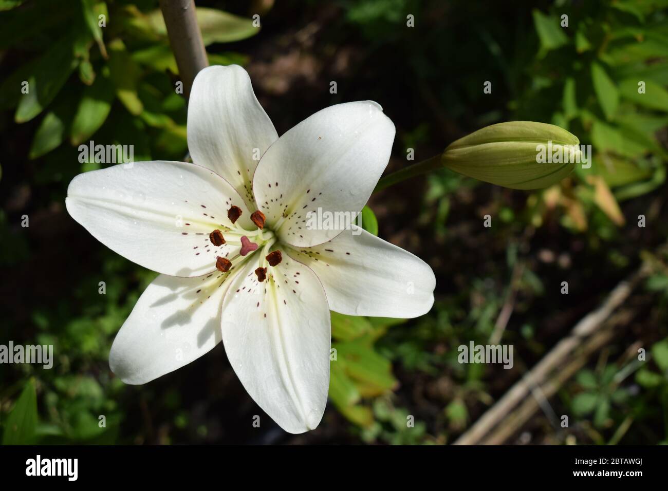 L'eyeliner Lilium Banque D'Images