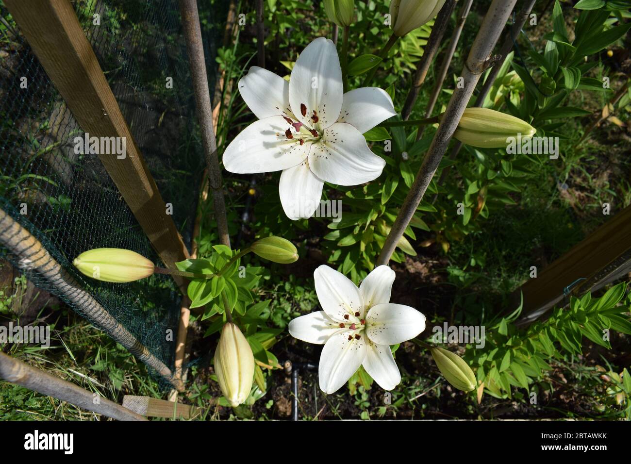 L'eyeliner Lilium Banque D'Images