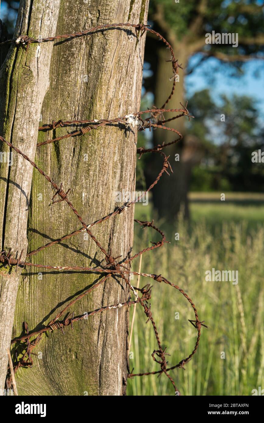 Poteau en bois avec vieux fil barbelé rouillé autour. Banque D'Images