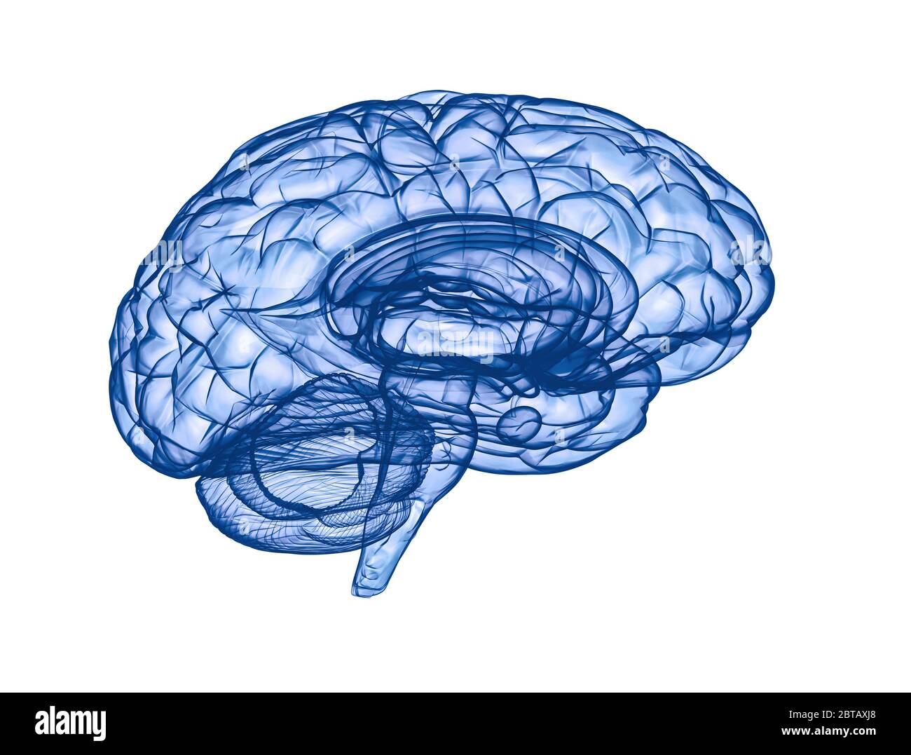 - Vue latérale du cerveau humain rendu 3D bleu isolated on white Banque D'Images