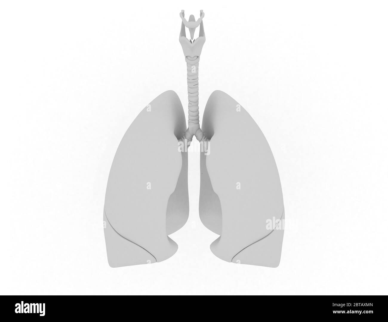 Poumons humains. rendu 3d. Isolé sur blanc Banque D'Images