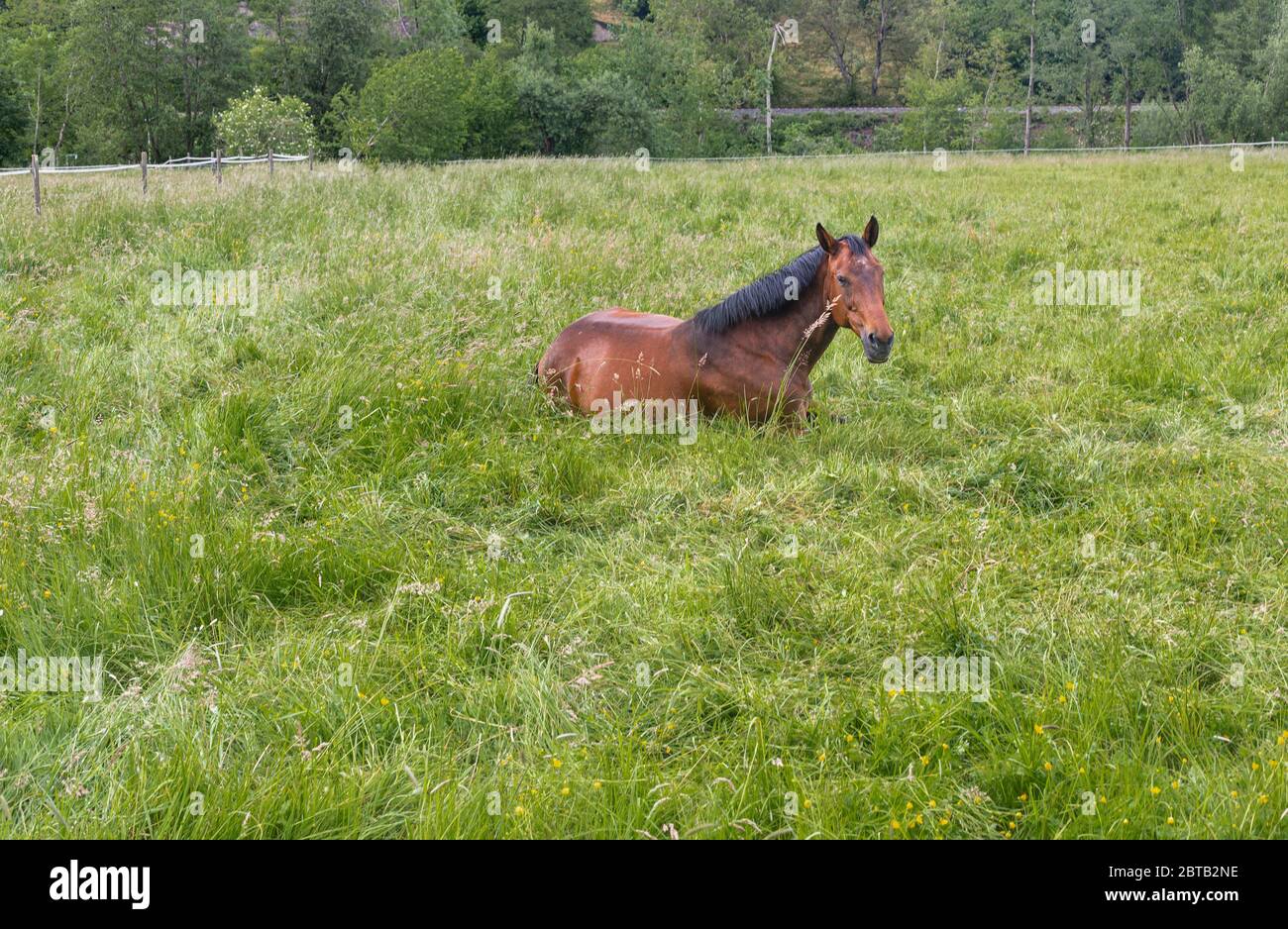 Chevaux de reproduction. Animaux sur un pâturage. Chevaux de course gratuits. Ongulés mammifères. Sauvage et gratuit. Queue et manne noires. Banque D'Images