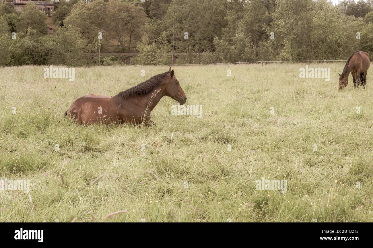 Chevaux de reproduction. Animaux sur un pâturage. Chevaux de course gratuits. Ongulés mammifères. Sauvage et gratuit. Queue et manne noires. Banque D'Images