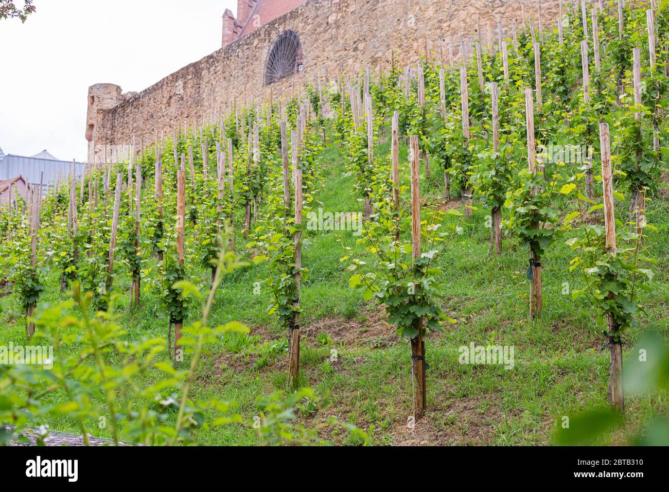 Un petit vignoble sur la colline sous le château. Jeunes cépages. Production de vin. Allemagne du Sud. Jeunes pousses et feuilles. Banque D'Images