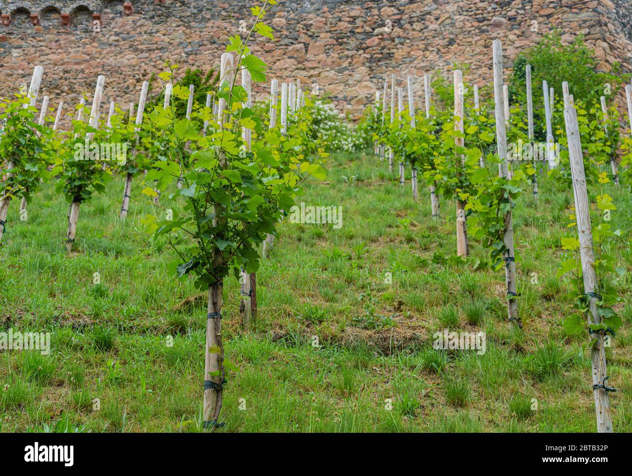 Un petit vignoble sur la colline sous le château. Jeunes cépages. Production de vin. Allemagne du Sud. Jeunes pousses et feuilles. Banque D'Images