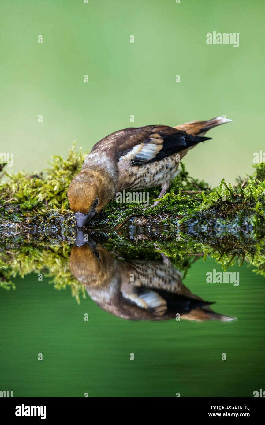 Hawfinch; Coccothrautes coccothrautes; Young Drinking; Royaume-Uni Banque D'Images