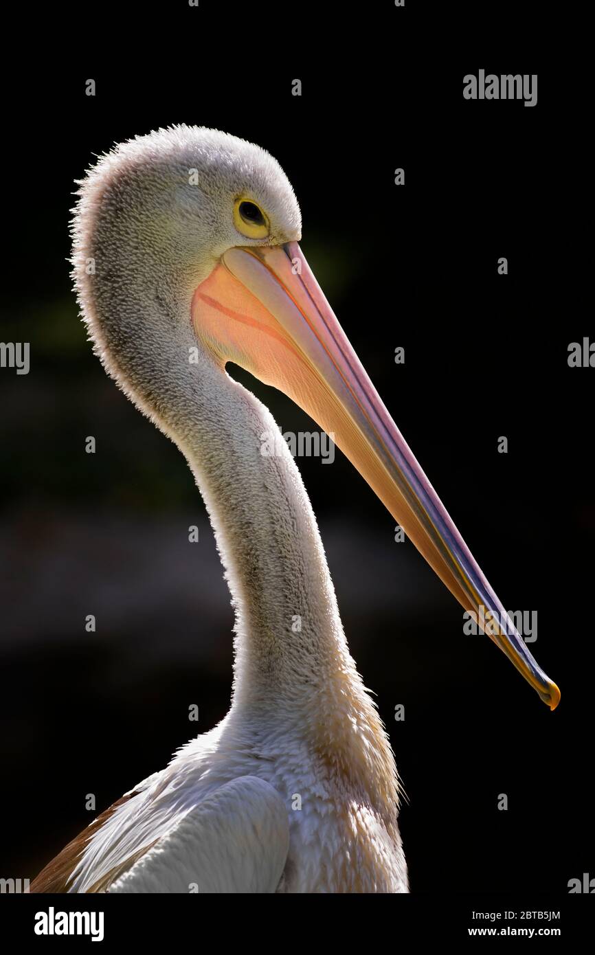 Pelican Pelecanus conspicillatus australienne -, belle grande d'oiseaux d'eau d'eau intérieures et côtières de l'Australie et l'Indonésie. Banque D'Images