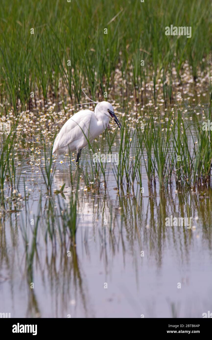 Chasse de Little Egret dans les marais du nord du Kent, Royaume-Uni. Banque D'Images