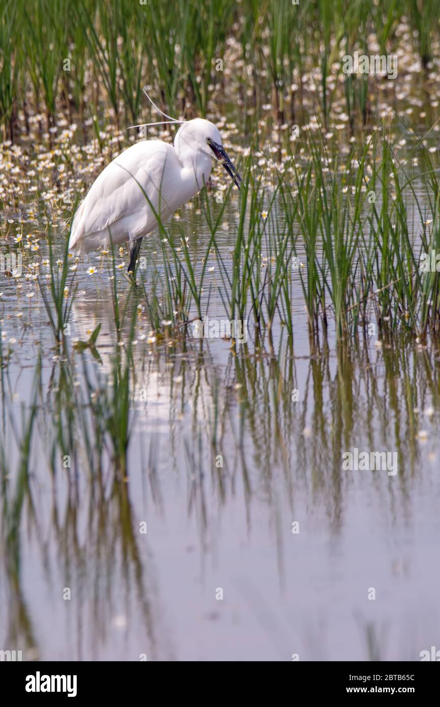 Chasse de Little Egret dans les marais du nord du Kent, Royaume-Uni. Banque D'Images