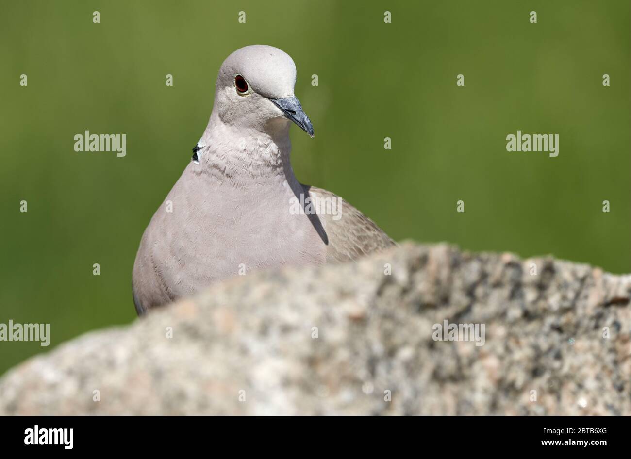 Gros plan de la colombe à col annulaire (Streptopelia decaocto) se cachant derrière la roche en nature printanière. Rastatt, Allemagne Banque D'Images