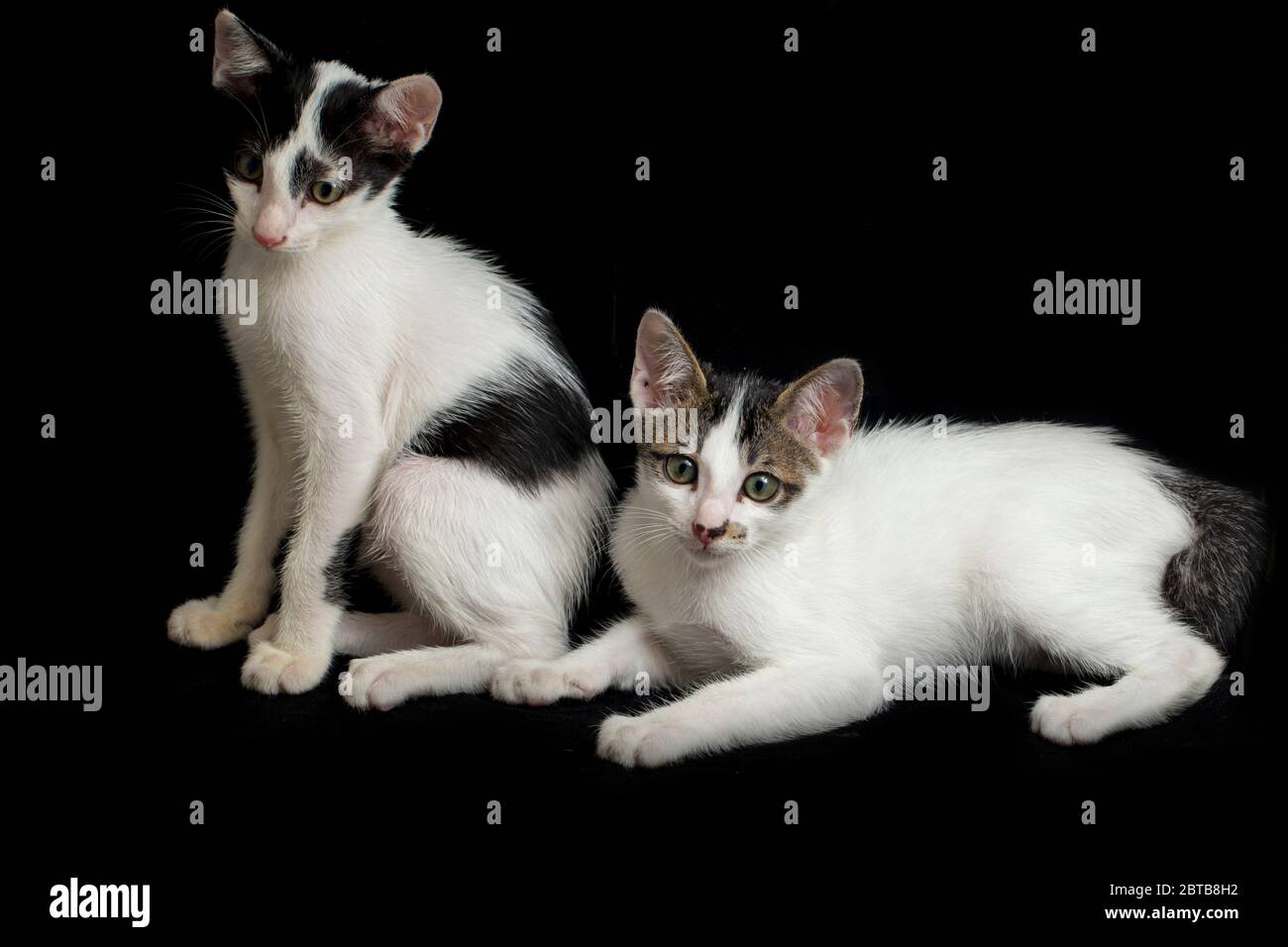 Deux beaux chatons blancs domestiques jumeaux isolés sur un fond noir Banque D'Images