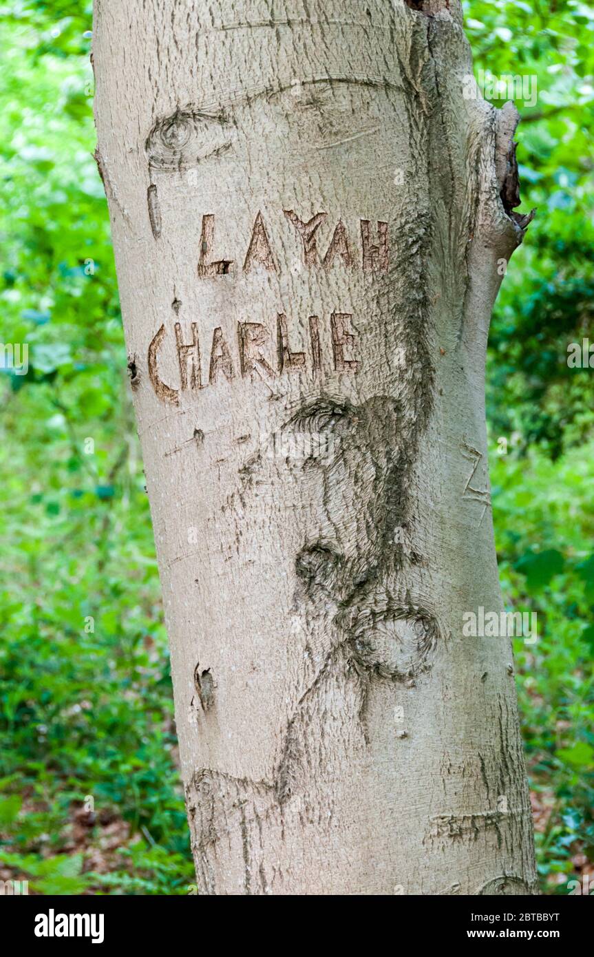 Les noms Layah et Charlie sculptés sur un tronc de hêtre dans un bois de Norfolk. Banque D'Images