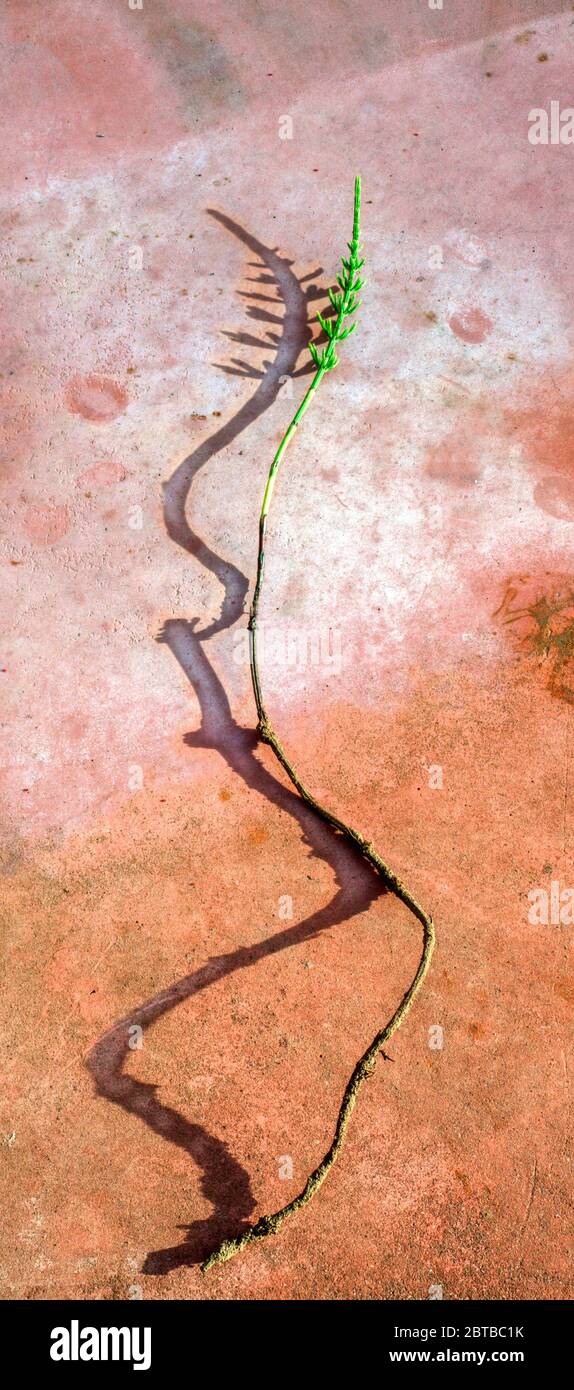 Horsetail, Equisetum arvense, souvent appelé queue de Mare, montrant la racine de long robinet. Banque D'Images