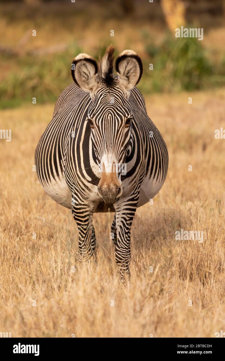 Portrait de Grevy's Zebra (Equus grevyi) à Lewa Wildlife Conservancy, Kenya Banque D'Images