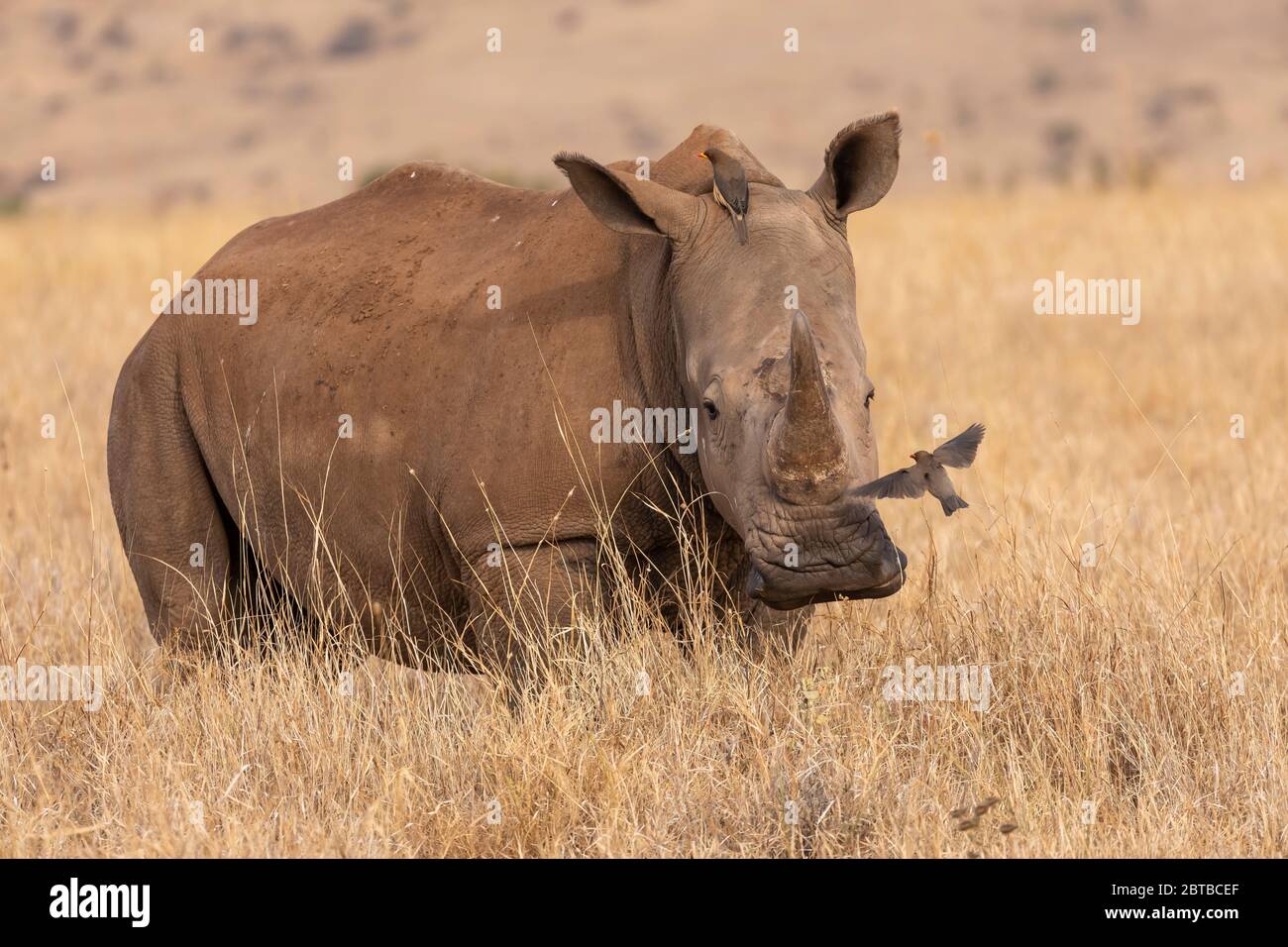 Rhinocéros blancs du sud (Ceratotherium simum simum), jeune homme dans la savane de Lewa Wildlife Conservancy, Kenya Banque D'Images