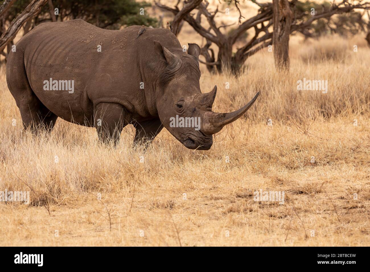 La femelle de rhinocéros blancs du sud (Ceratotherium simum simum) dans la savane de Lewa Wildlife Conservancy, Kenya Banque D'Images