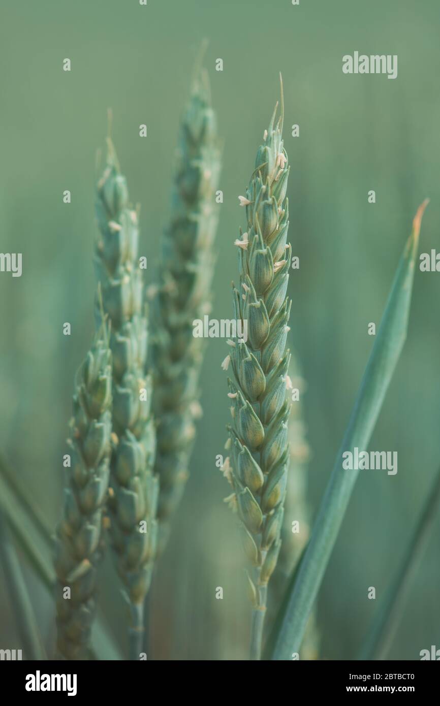 Tête de blé verte sans tête dans le champ, mise au point sélective Banque D'Images