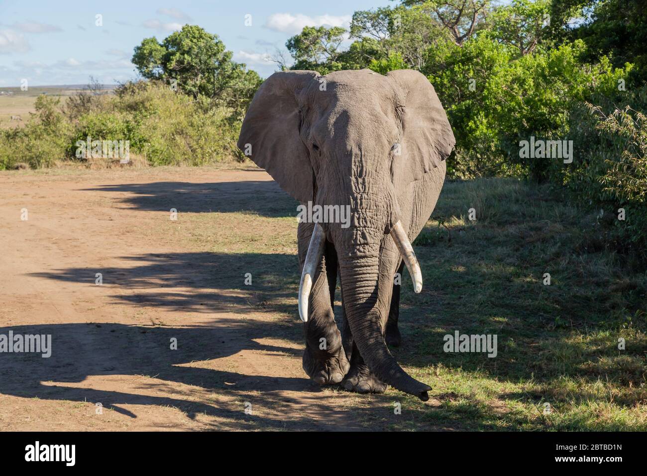 L'éléphant d'Afrique (Loxodonta africana) se nourrissant de taureaux dans une forêt de la réserve de gibier de Masai Mara, Kenya Banque D'Images