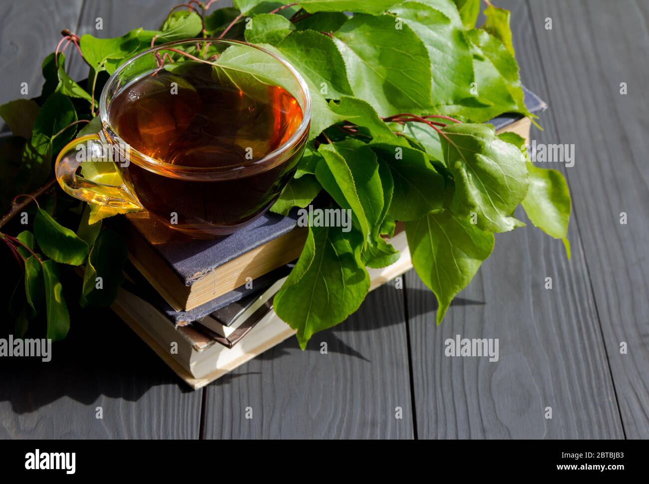 Tasse de thé sur de vieux livres avec plante verte. Banque D'Images
