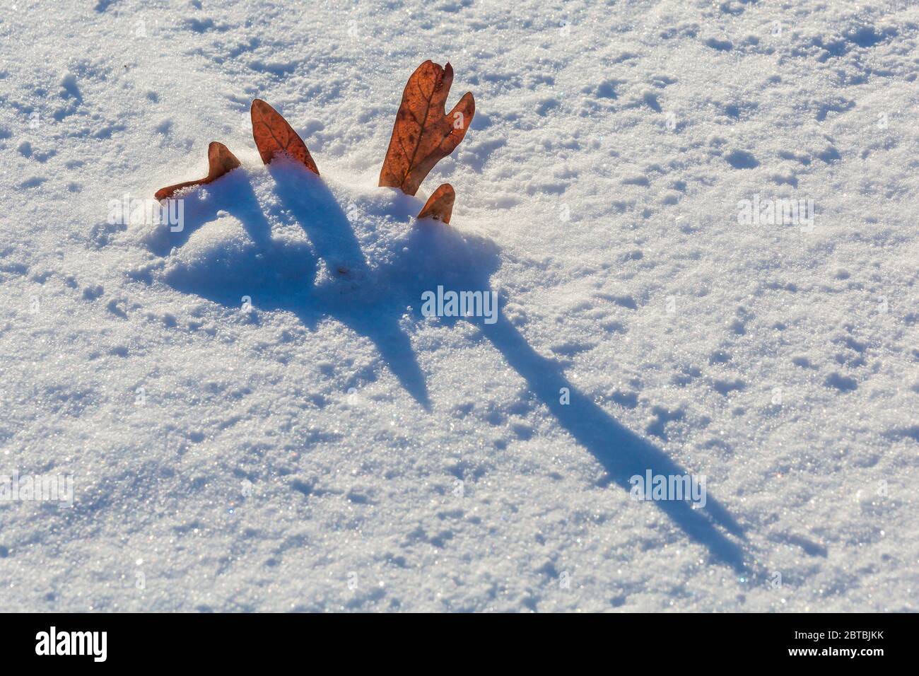 Chêne blanc, Quercus alba, feuille tombée prise dans la neige tombée et jetant de longues ombres bleues le matin dans le centre du Michigan, États-Unis Banque D'Images