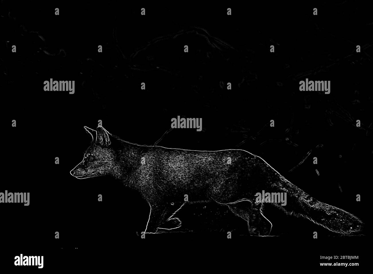 Red Fox en hiver Banque D'Images