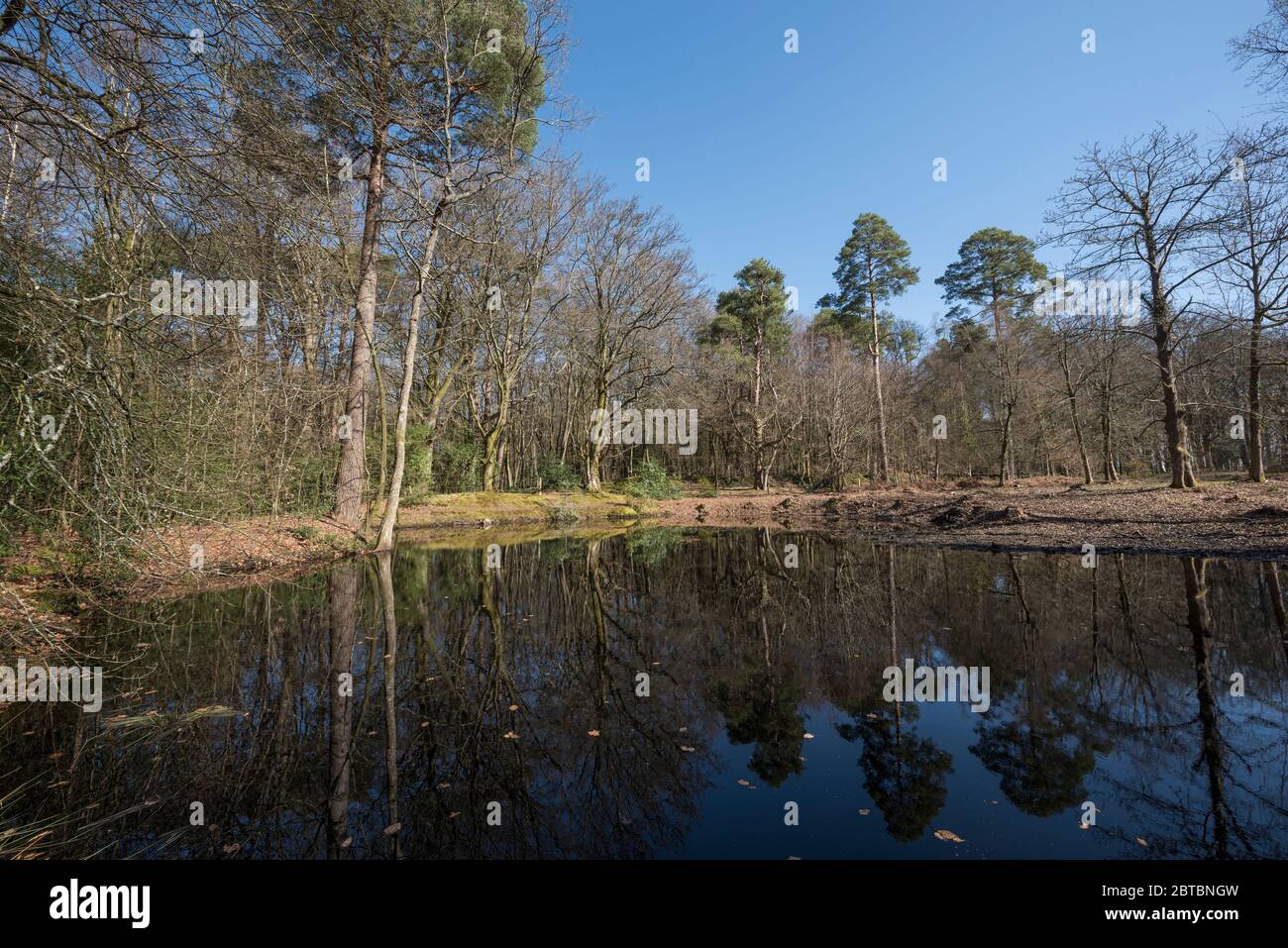 Un étang isolé entouré d'arbres nus, Churchplace Inclosure, New Forest, Hampshire, Royaume-Uni. Banque D'Images