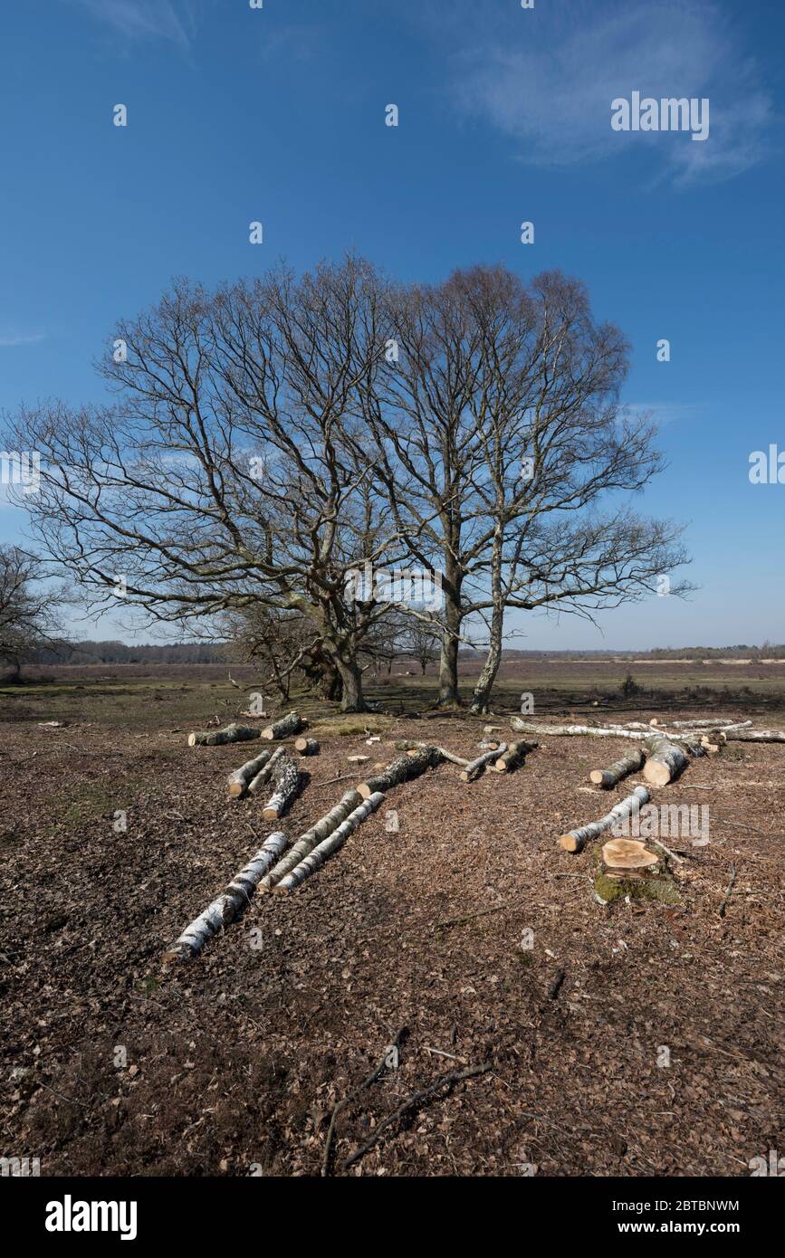 Un peuplement isolé de chênes nus à côté de Bishop's Dyke à Rowbarrow dans la New Forest, Hampshire, Royaume-Uni Banque D'Images