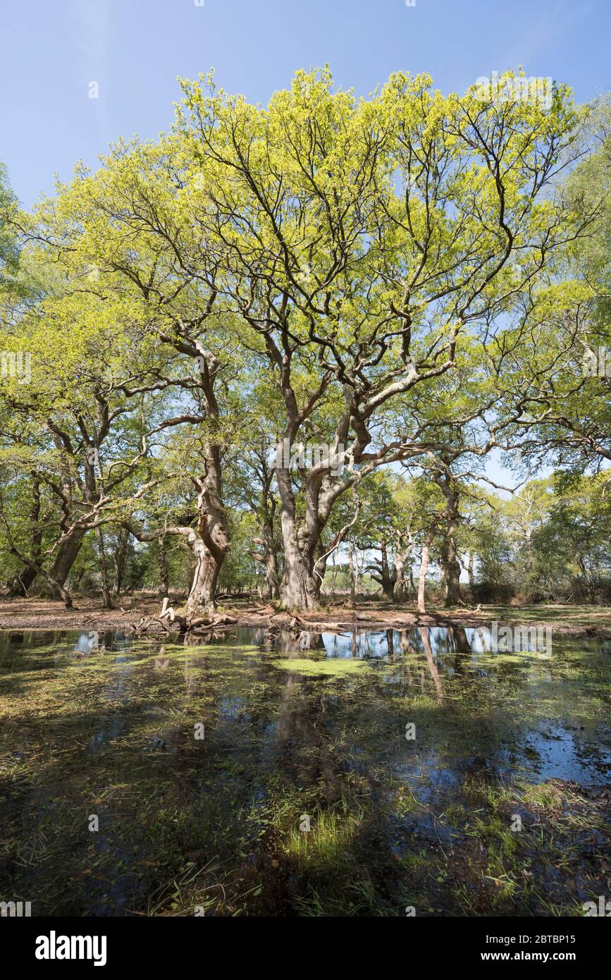 Une forêt isolée extérieure à Rowbarrow dans la New Forest, Hampshire, Royaume-Uni Banque D'Images