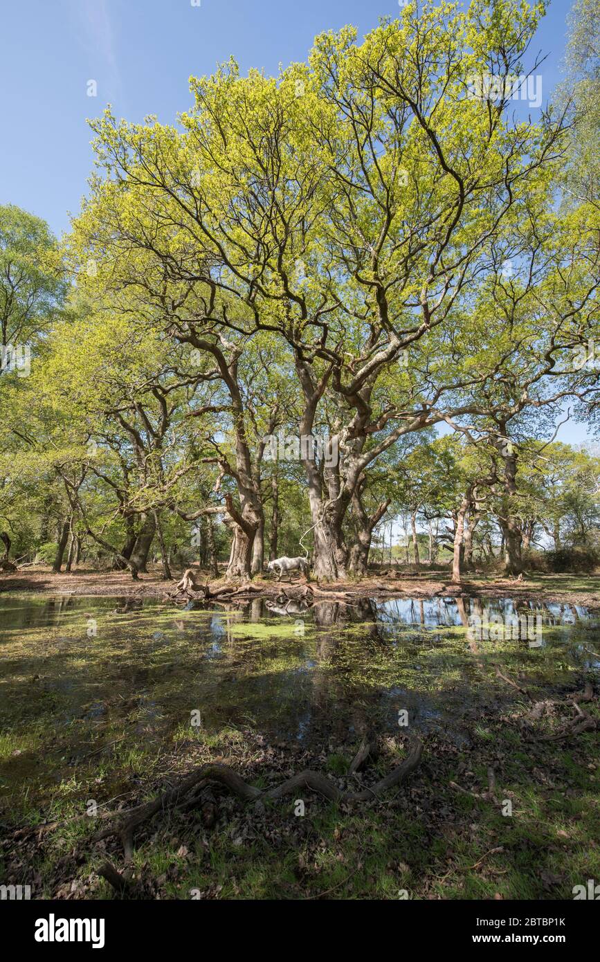 Une forêt isolée extérieure à Rowbarrow dans la New Forest, Hampshire, Royaume-Uni Banque D'Images