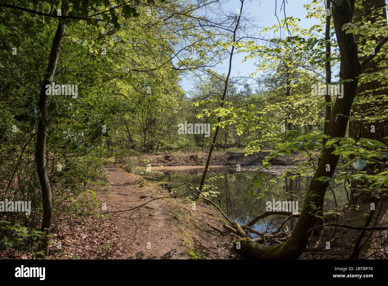 Un étang isolé entouré d'arbres dans le feuillage de printemps, Churchplace Inclosure, New Forest, Hampshire, Royaume-Uni. Banque D'Images