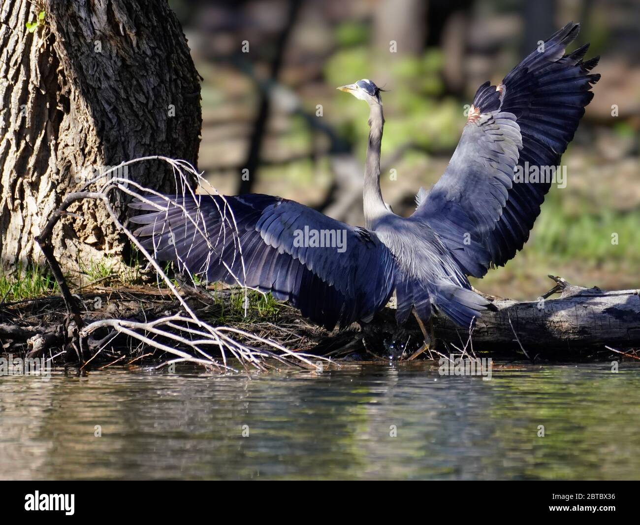 Un grand héron bleu se dresse dans les échalodes du lac avec des ailes étirées. Banque D'Images