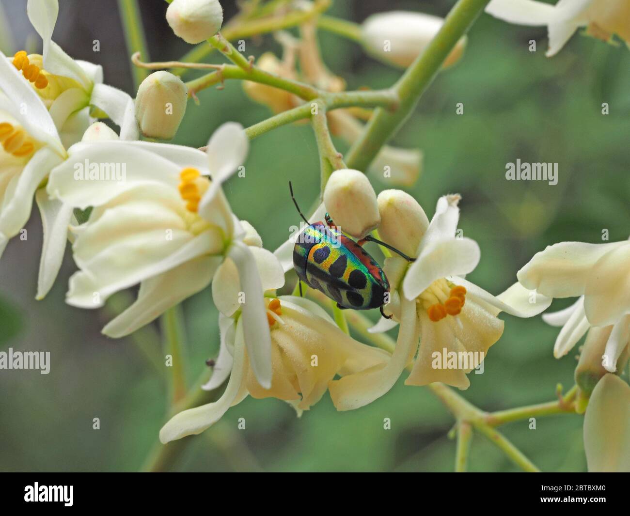 Calidea dregii (Rainbow Shield Bug) ou Beetle de joyau africain se nourrissant de fleurs d'arbres exotiques blancs au Kulalu Camp, Galana Conservancy, Kenya, Afrique Banque D'Images