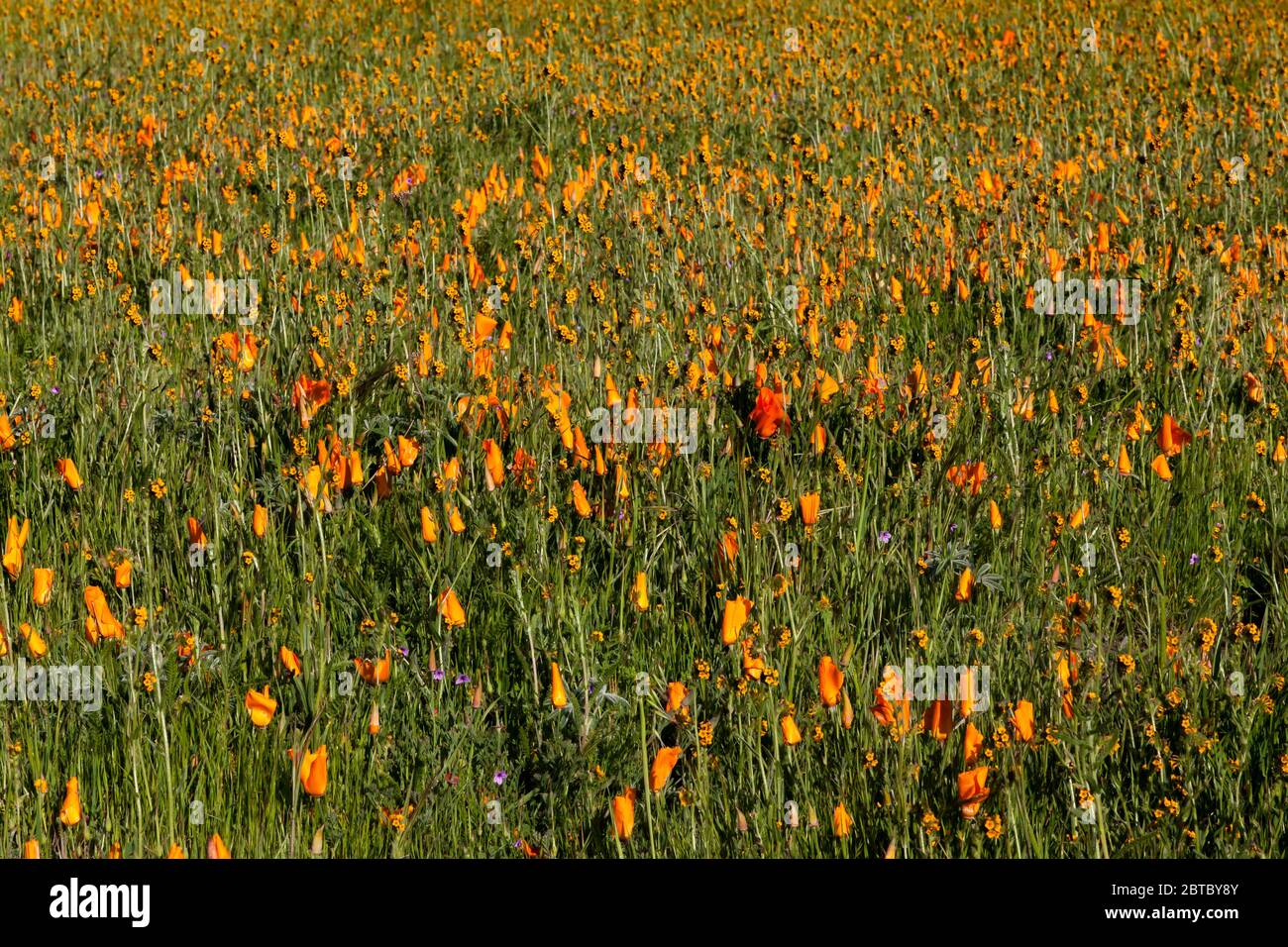 Des coquelicots de Californie et d'autres fleurs sauvages le long de la piste Cuesta au parc régional de Las Trampas dans le district de parc régional d'East Bay. Banque D'Images