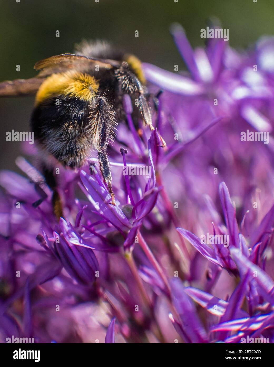Une abeille fourrée du pollen en été à Londres. Banque D'Images