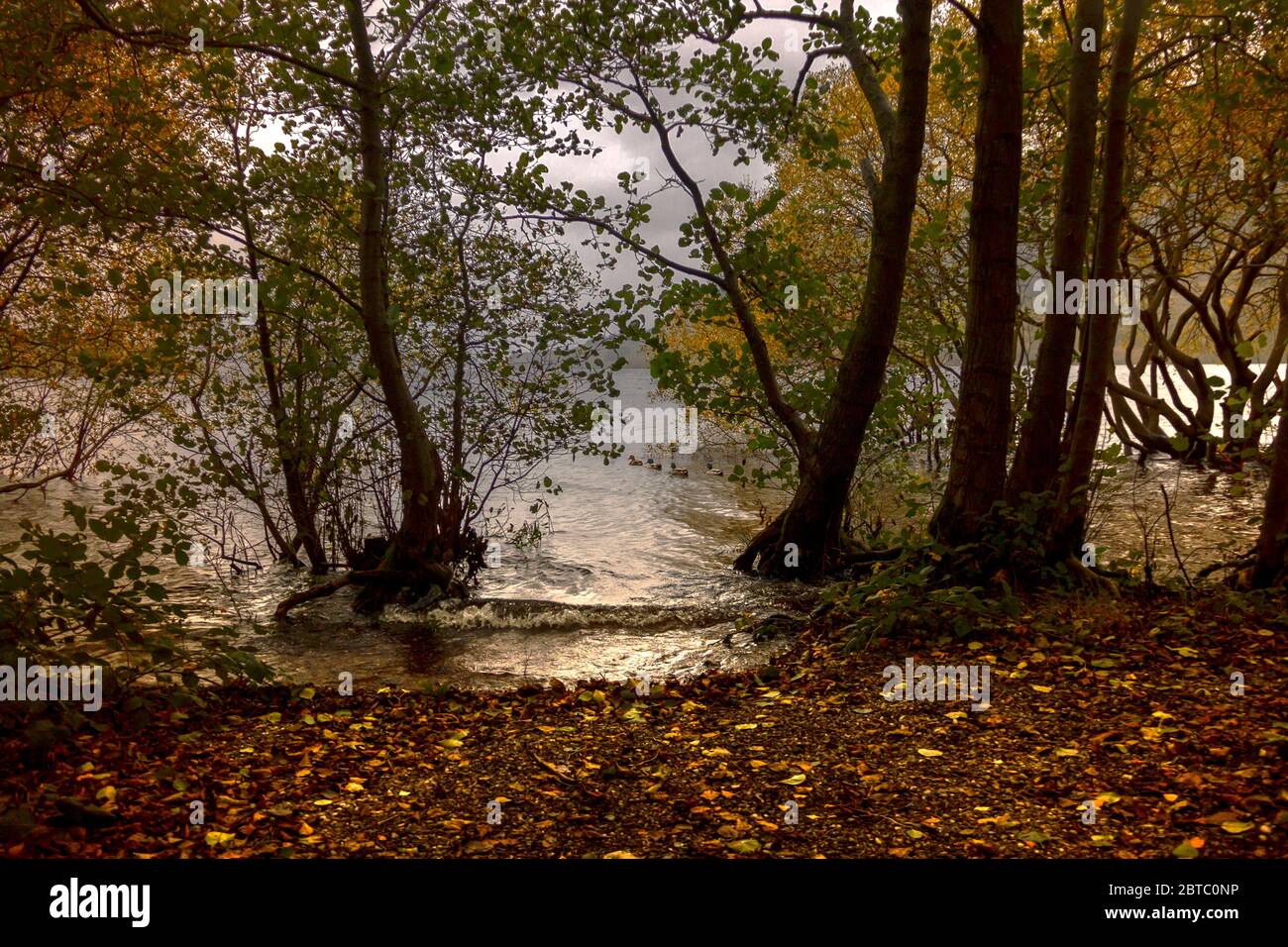 Rive du Loch Lomond au Loch Lomond et parc national des Trossachs en Écosse, Royaume-Uni Banque D'Images