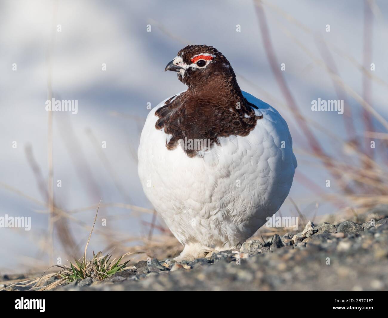 Willow ou Red Ptarmigan Male dans le parc national de Denali Banque D'Images