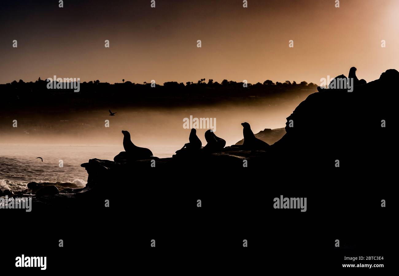 Silhouette des otaries à l'aube sur la côte rocheuse de la Jolla, Californie Banque D'Images