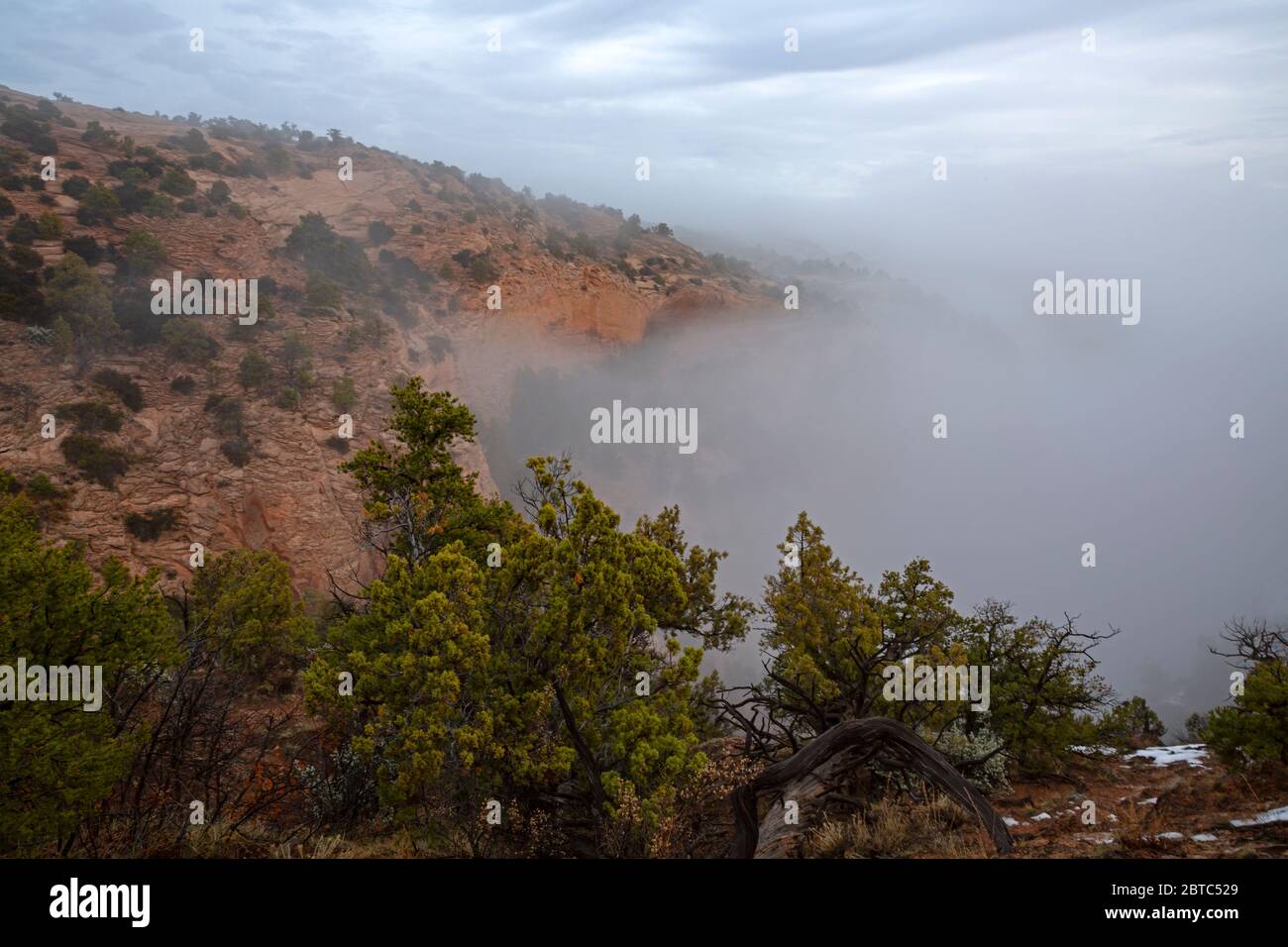 AZ00394-00...ARIZONA - Foggy Morning de près de la forêt d'Aspen vue dans le monument national Navajo. Banque D'Images