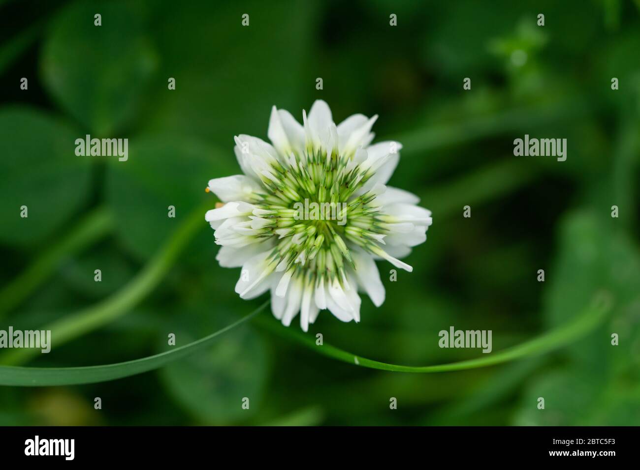 Fleurs de trèfle blanc en fleur au printemps Banque D'Images