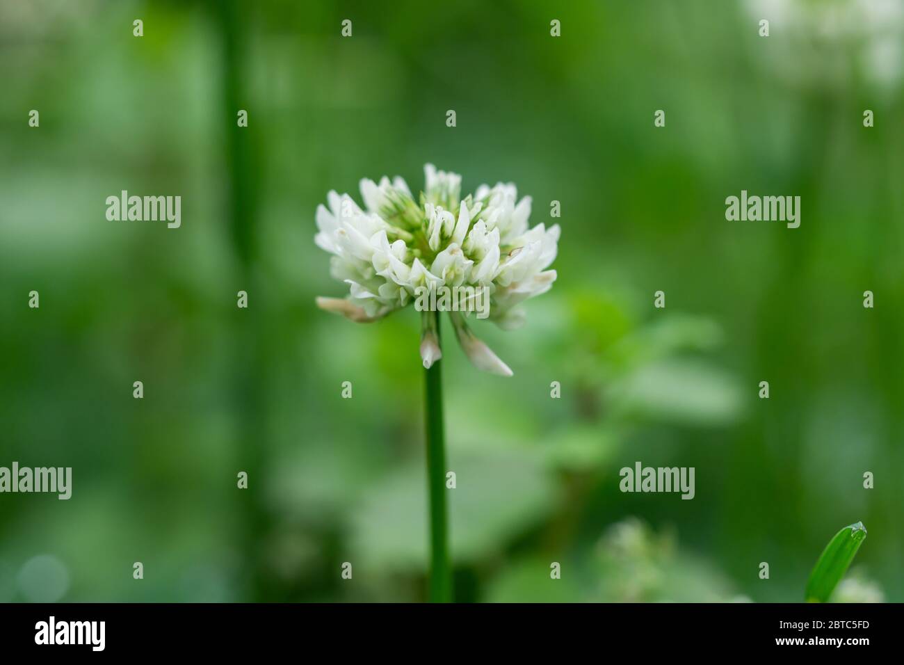Fleurs de trèfle blanc en fleur au printemps Banque D'Images